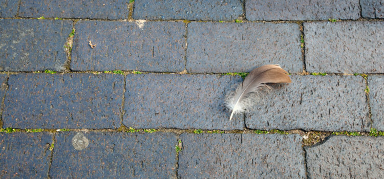 Feather on the Ground