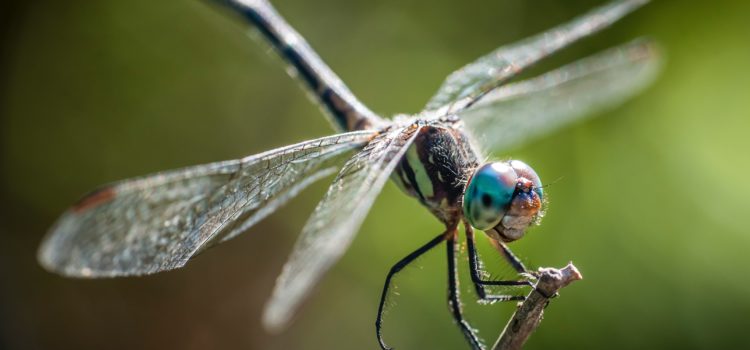 Dragonfly