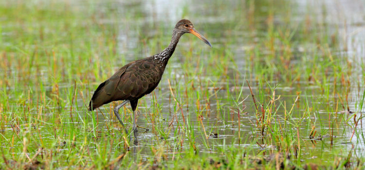 Limpkins