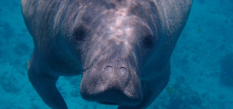 Manatee