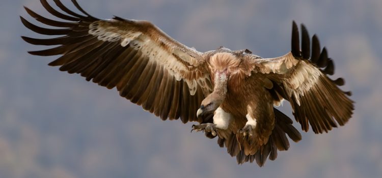 Vulture